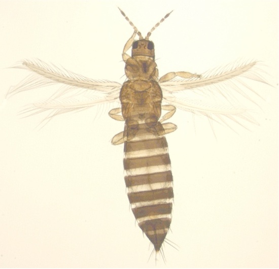 Thrips are tiny winged insects that feed chiefly on plants. Many species damage cultivated plants, by either sucking the sap or transmitting viral plant diseases. Thrips reach a maximum length of about half an inch. Most have two pairs of long, narrow, hair-fringed wings.