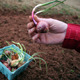 Onions are one of the most common bare-root transplants. Vidalia onion producers grow their own, but home gardeners can take the easy way out and buy them.