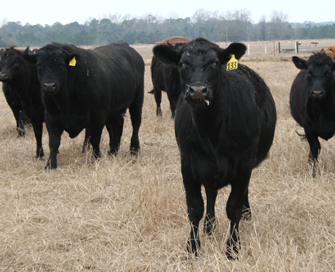 Cattle grazing in a Georgia pasture.