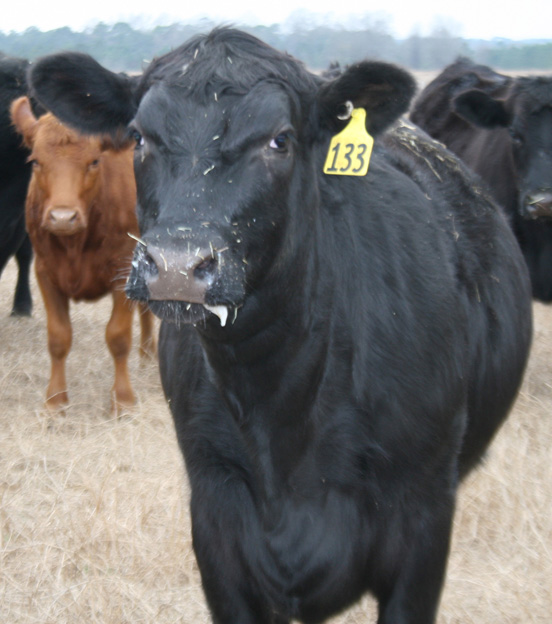 Cattle shortage around the country is a reason cattle prices are currently high.