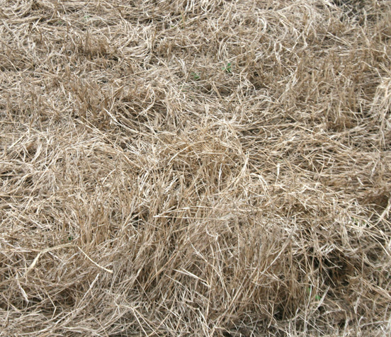 Here is a picture of poor forage quality.