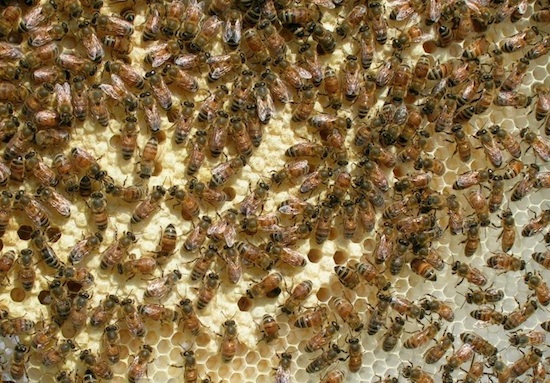 First-year honey bees from the hive of backyard beekeeper Calvin King of Albany.