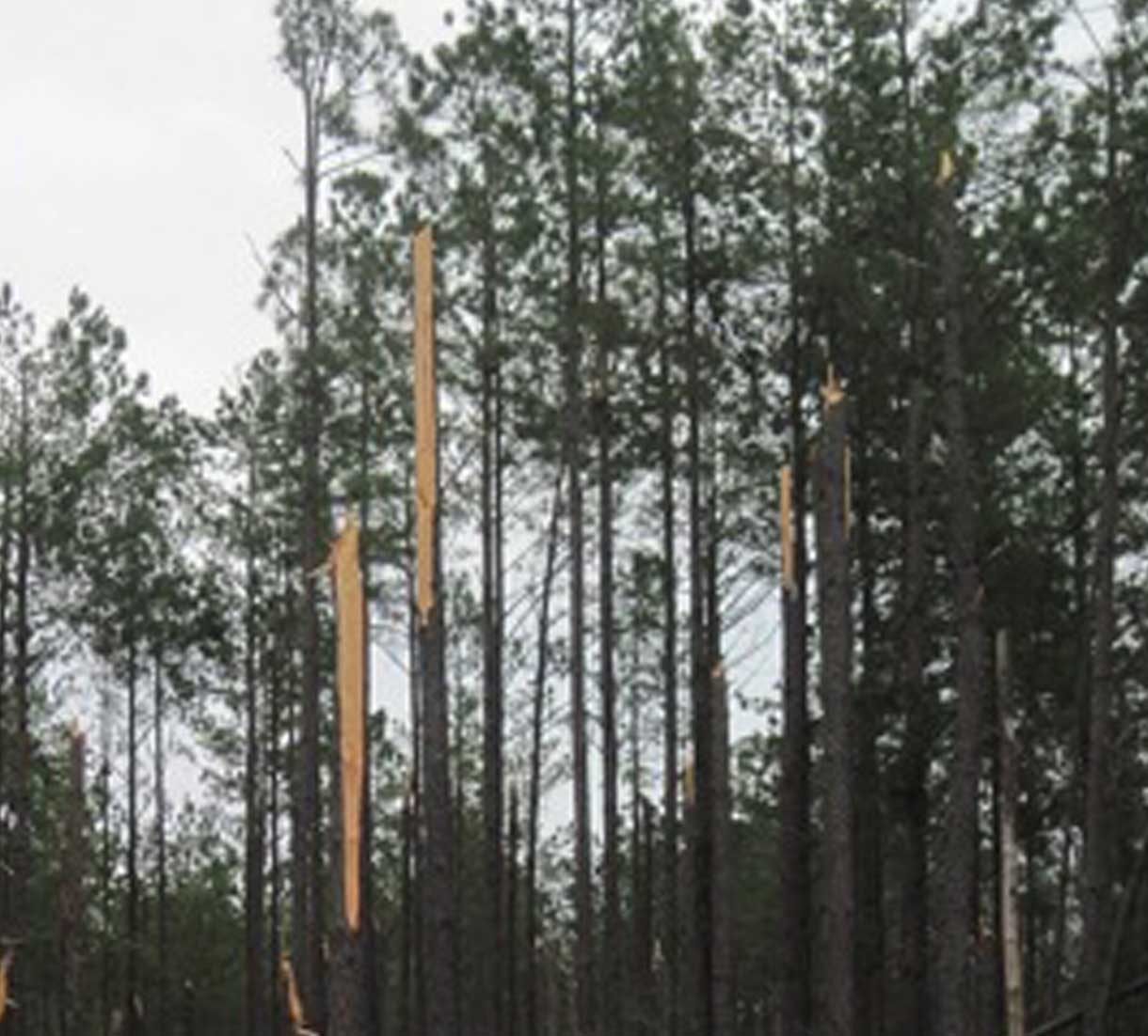 A severe ice storm that struck Georgia during the week of Feb. 11-13, 2014 damaged about 70,000 acres of pine trees near Augusta. The ice also knocked out power to thousands of homes in the area and sent about 100,000 cubic yards of tree limbs plummeting into people yards.