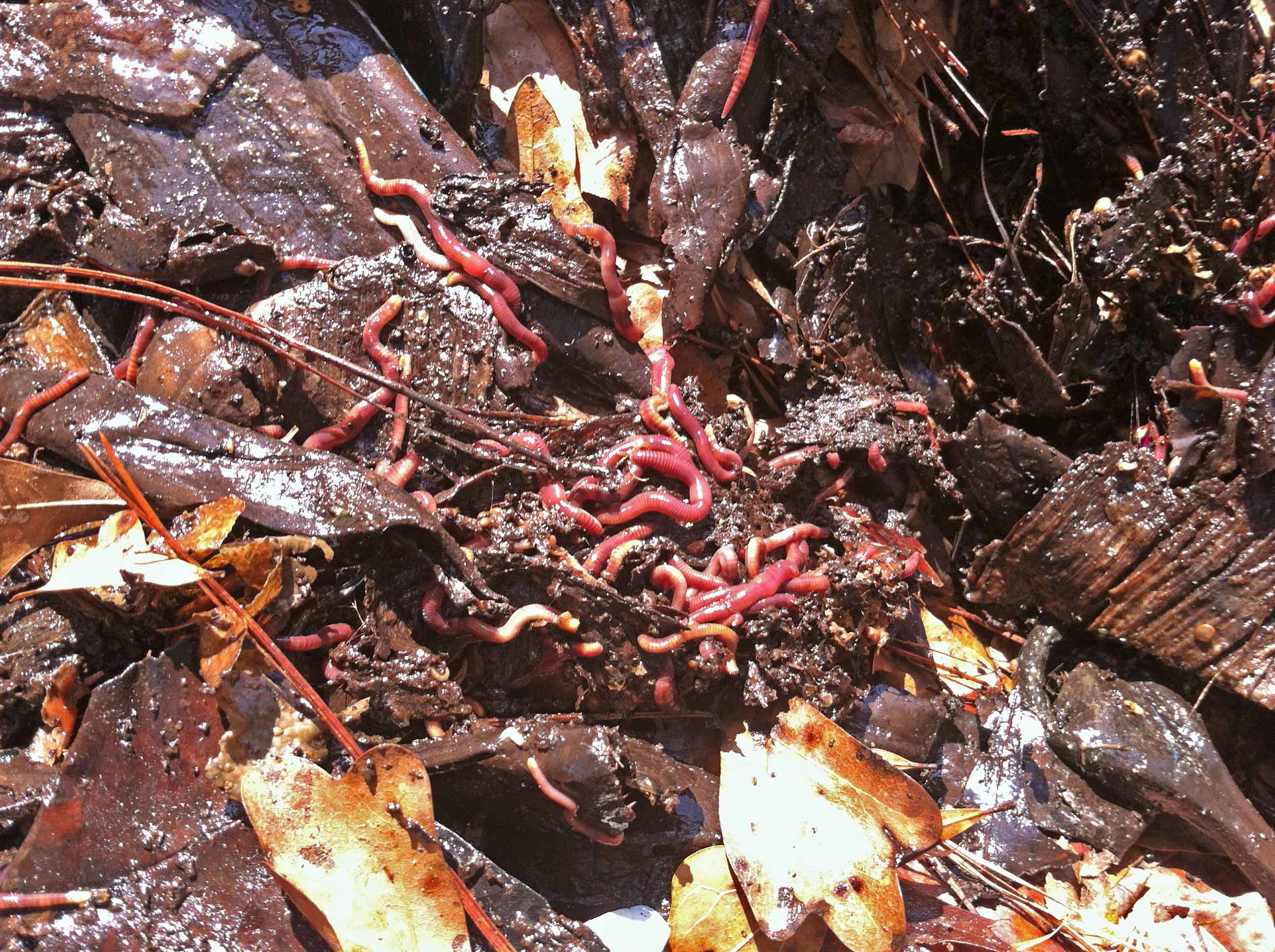 Earthworms in a healthy compost bin in middle Georgia.