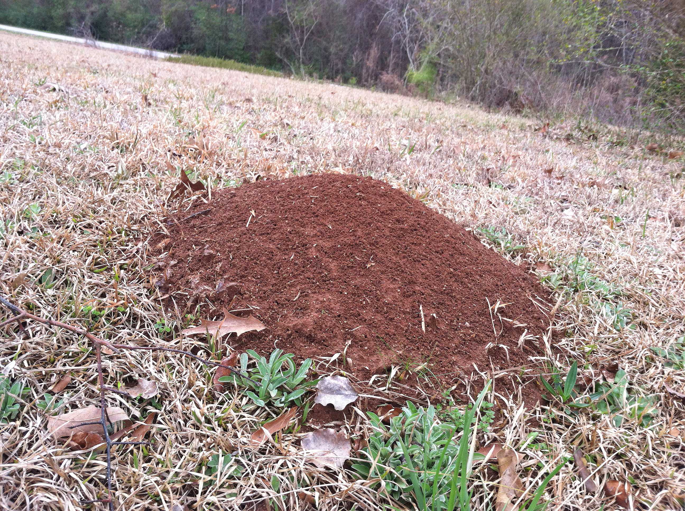 Don't let fire ants ruin your afternoons.