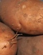 In Georgia, backyard gardeners should wait until all fear of frost has passed before planting sweet potatoes. Irish potatoes can be planted earlier.