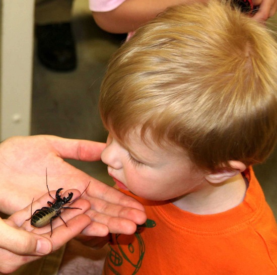 The University of Georgia Insect Zoo Open House will feature a photo booth, live bug exhibits, roach races, beetle tractor pulls and more. Daring visitors can try tasty snacks made from insects.