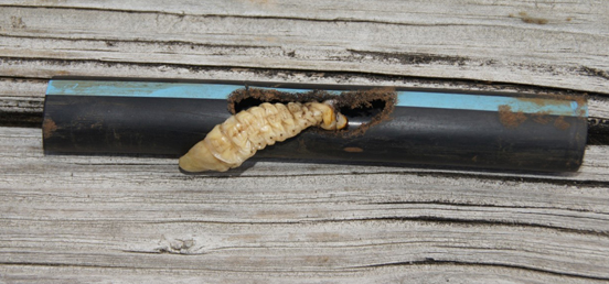 Prionus root borer larvae can chew through underground irrigation pipes.