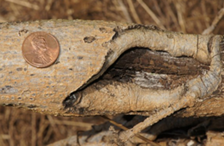 Prionus root borers can injure a pecan roots like the one pictured in this photograph.
