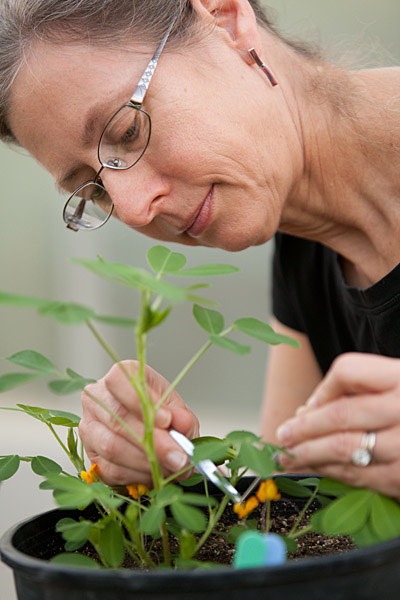 UGA peanut geneticist Peggy Ozias-Akins, director of the UGA Institute of Plant Breeding, Genetics and Genomics, examines a peanut blossom. Ozias-Akin's lab on the UGA Tifton Campus focuses on female reproduction and gene transfer in plants.
