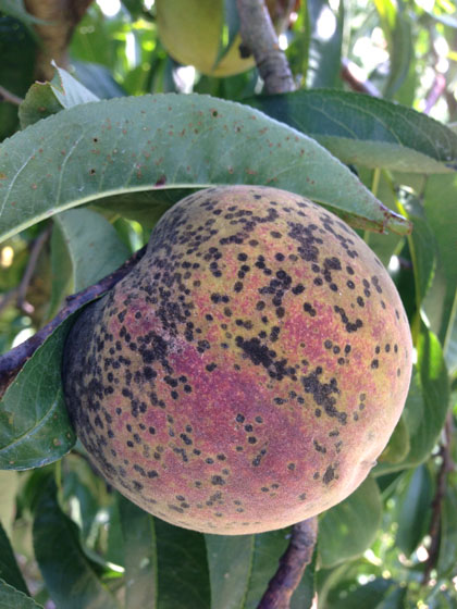 Scab disease in peaches thrives during a wet growing season.