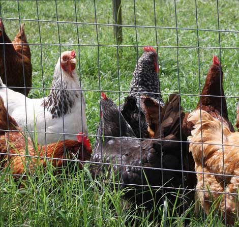 The current outbreak of avian influenza is a concern for poultry growers, big and small. However, buying and eating chicken is not a concern for consumers, says University of Georgia poultry scientist Brian Jordan.