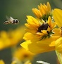 Georgia's pollinator protection plan includes guidelines – not rules – to follow to protect pollinating insects.