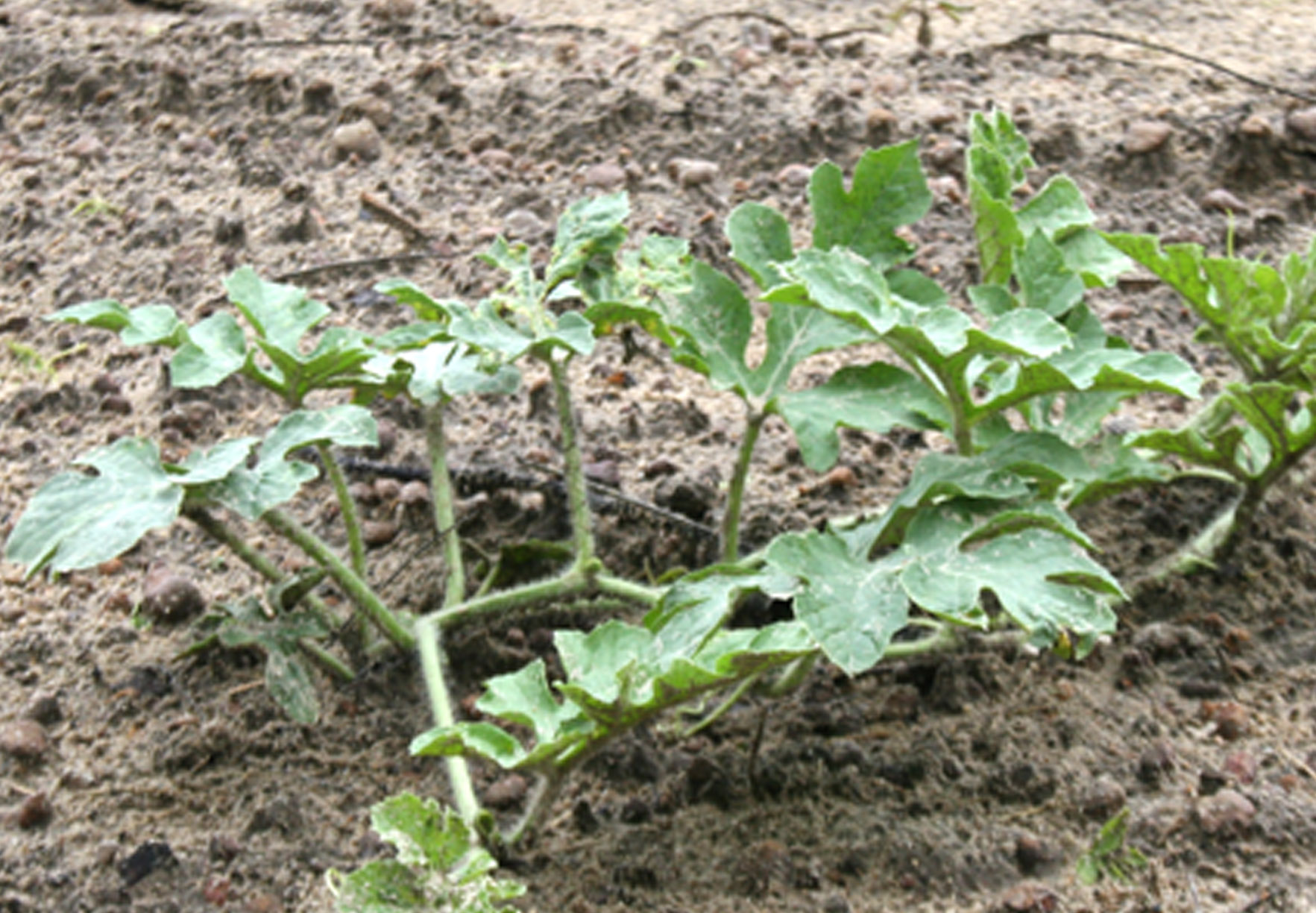 A watermelon plant is pictured in a field in Ty Ty, Ga. on Wednesday, April 30. The plant was planted on March 28.