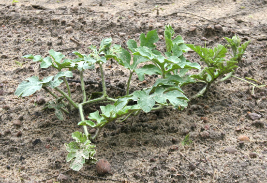 A watermelon plant is pictured in a field in Ty Ty, Ga. on Wednesday, April 30. The plant was planted on March 28.