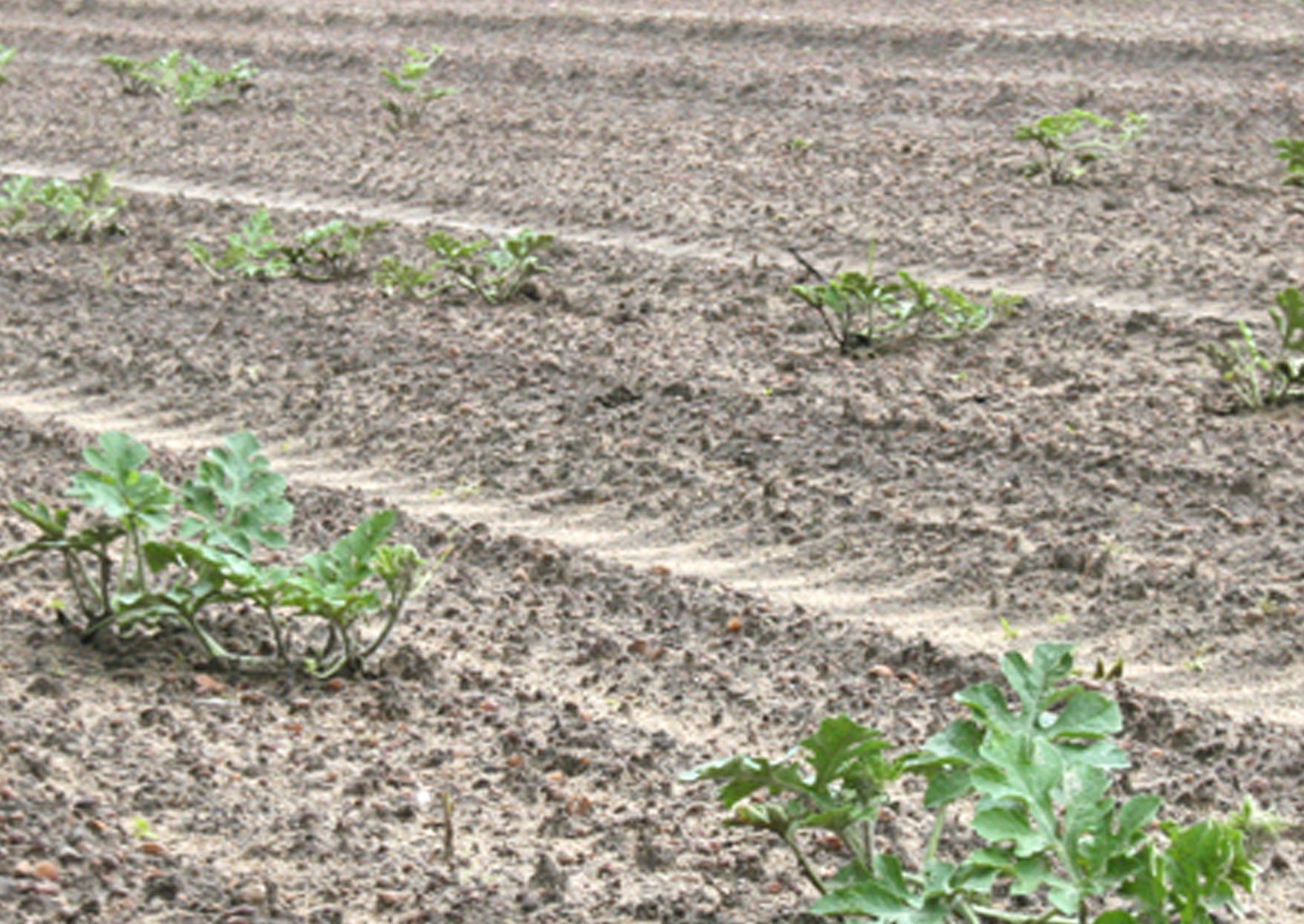 A field of watermelon plants in Ty Ty, Ga. is pictured on Wednesday, April 30. The plants were planted on March 28.
