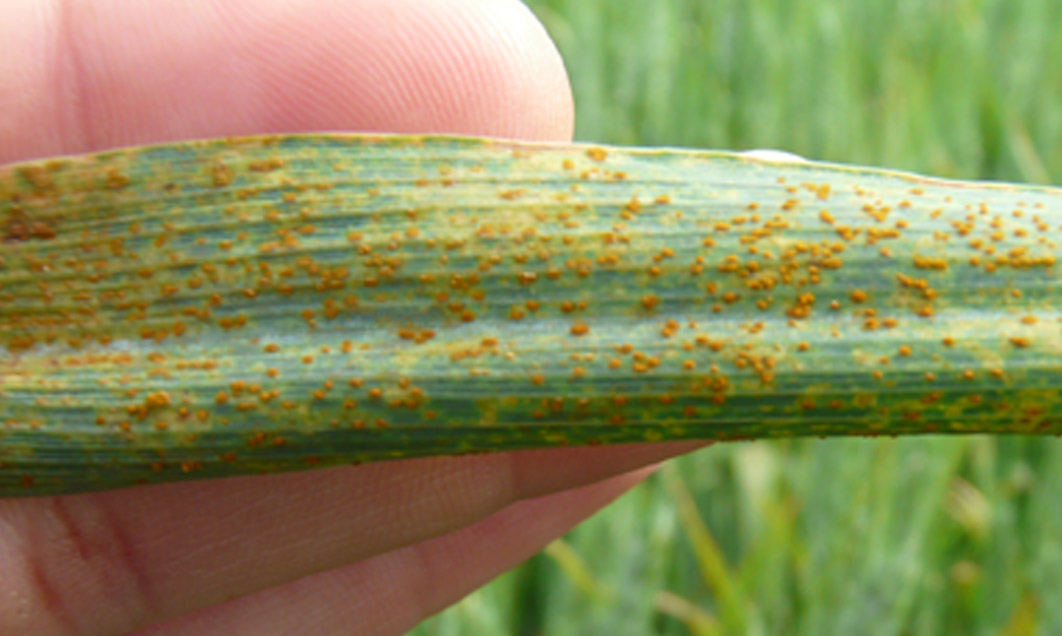This picture shows wheat rust damage.