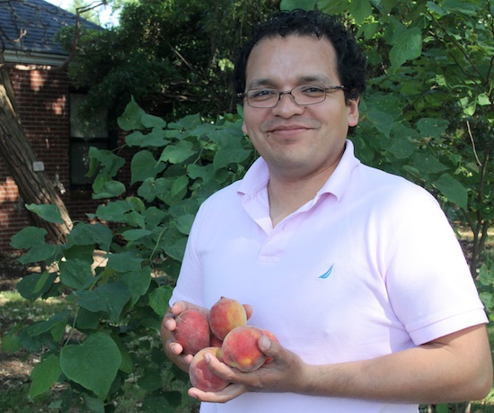 Dario Chavez, the University of Georgia's new peach specialist, holds a few of the first crop of 2014 Georgia peaches.