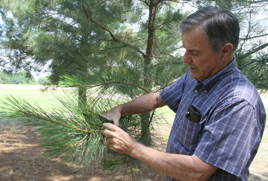 Wayne Hanna, a scientist on the UGA Tifton Campus, examines a pine tree located in Tifton.