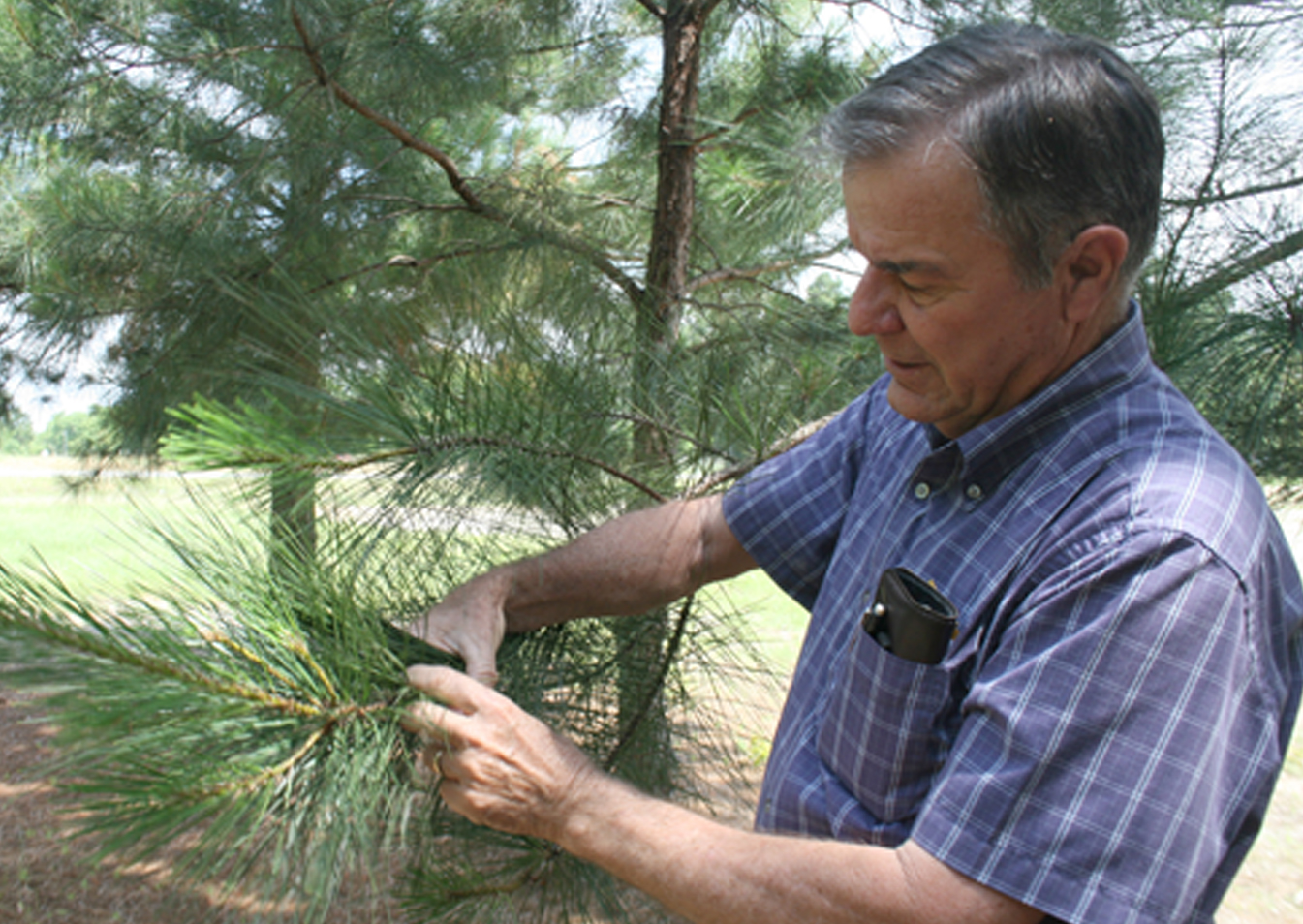 Wayne Hanna, a scientist on the UGA Tifton Campus, examines a pine tree located in Tifton.