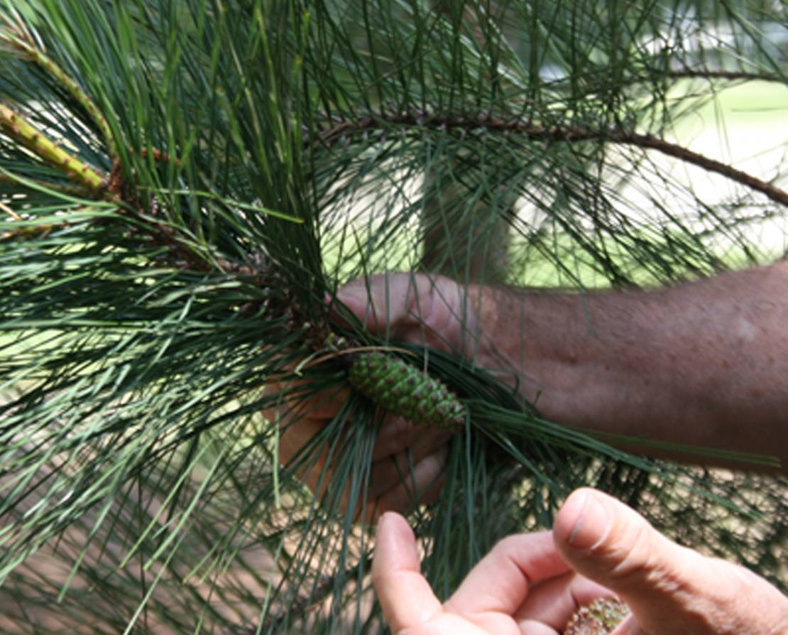 Wayne Hanna, a scientist at the UGA Tifton Campus, points to a small pine cone on a tree in Tifton.