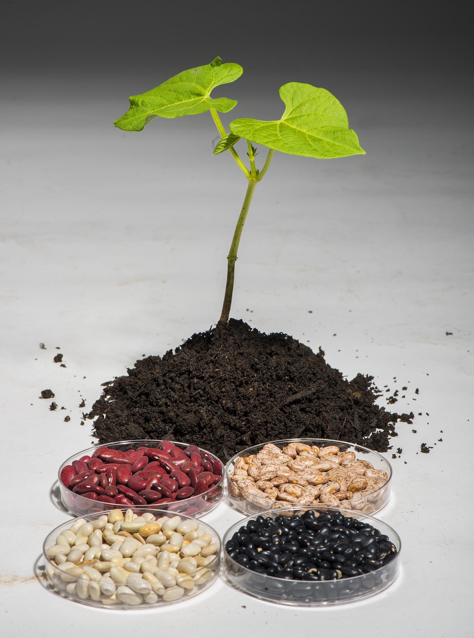 A common bean plant sits in the middle of a variety of dried beans.
