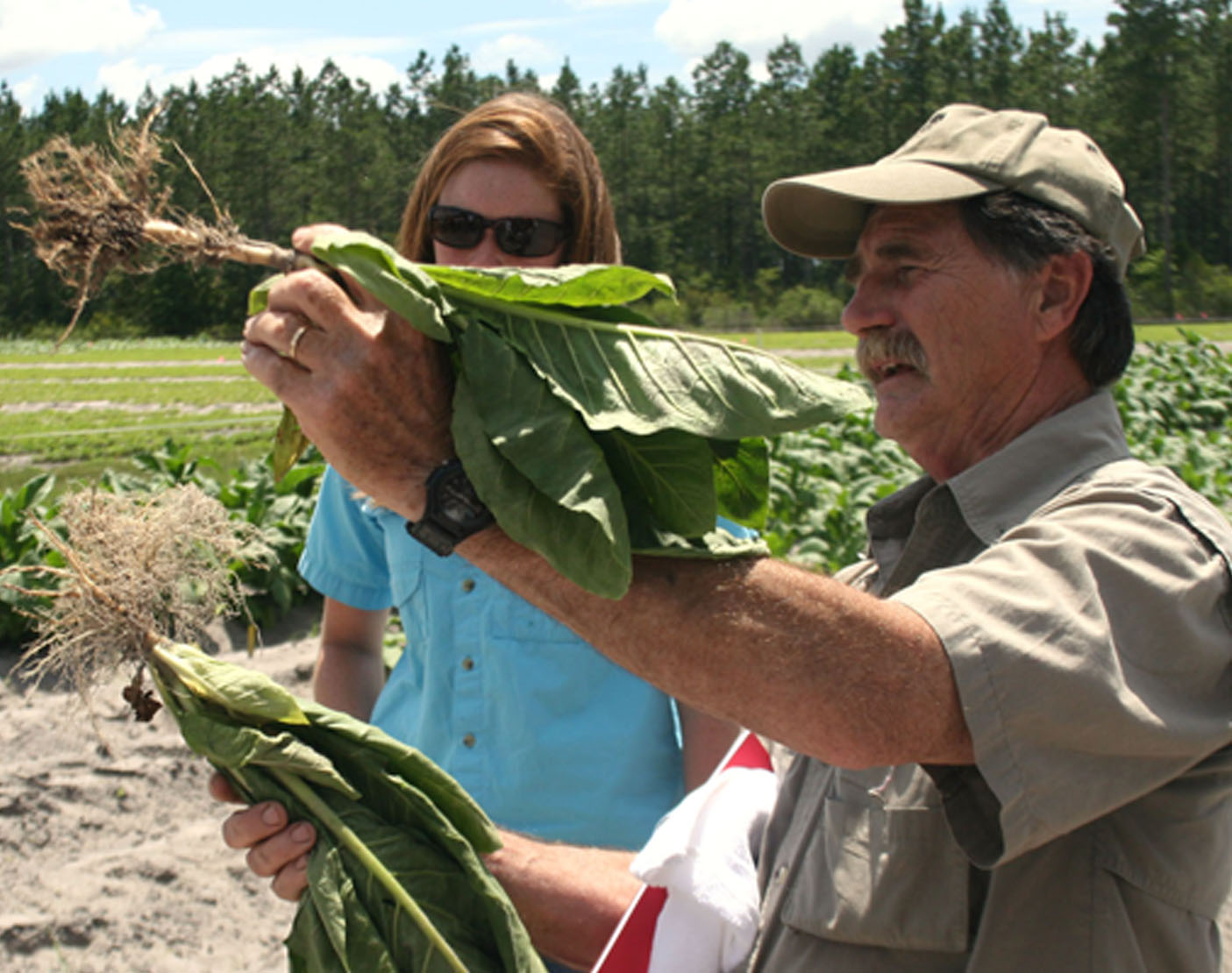 Alex Csinos, a University of Georgia scientist based in Tifton, holds up a pair of tobacco plants during a tobacco tour on the UGA Tifton Campus on June 10, 2014. Csinos shows nematode damage on a tobacco plant.