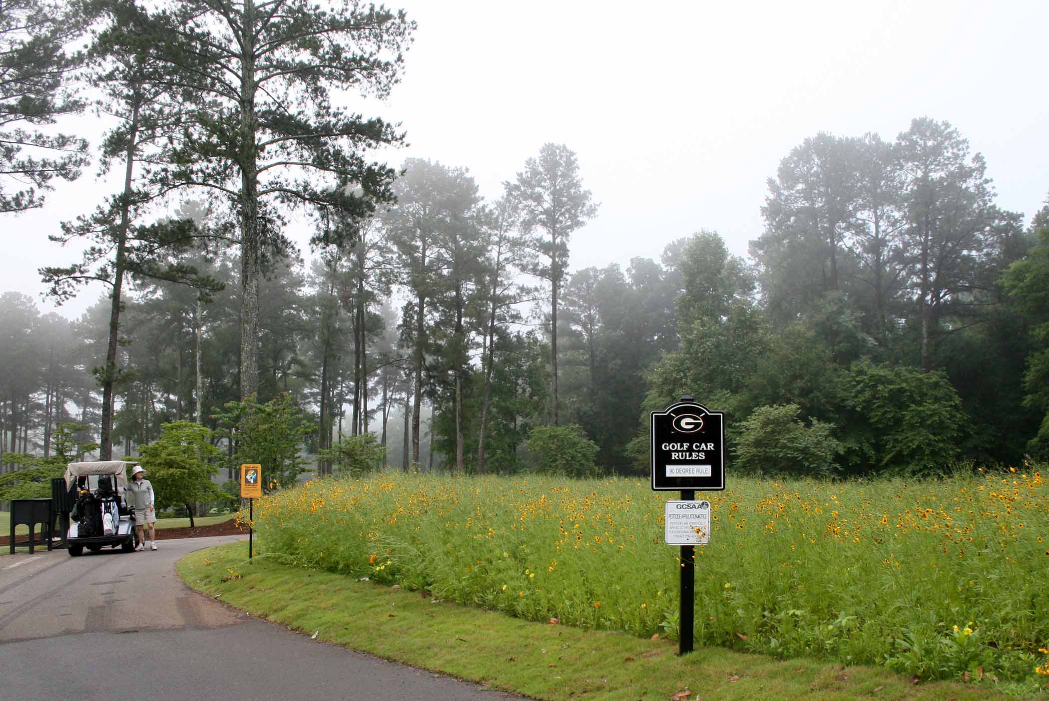 An early morning golfer stops to inspect the pollinator habitat at the University of Georgia Golf Course. This patch near the course's first hole is filled with a mix of wildflowers that will bloom from March to September. It's the first of seven to eight acres of pollinator habitat slated for the golf course.