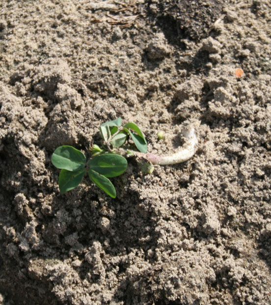 A peanut plant is shown in Dooly County on June 13, 2014 after being damage by feral hogs.