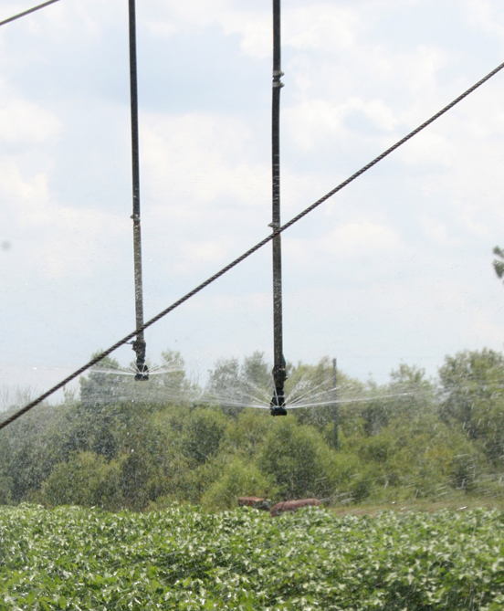 Cotton gets irrigated at UGA's Lang-Rigdon Farm in Tifton, Georgia on July 10, 2014.