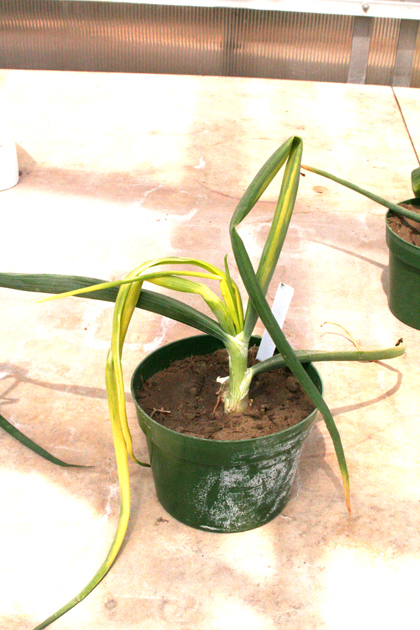 Pictured is an onion plant infected with yellow bud disease.