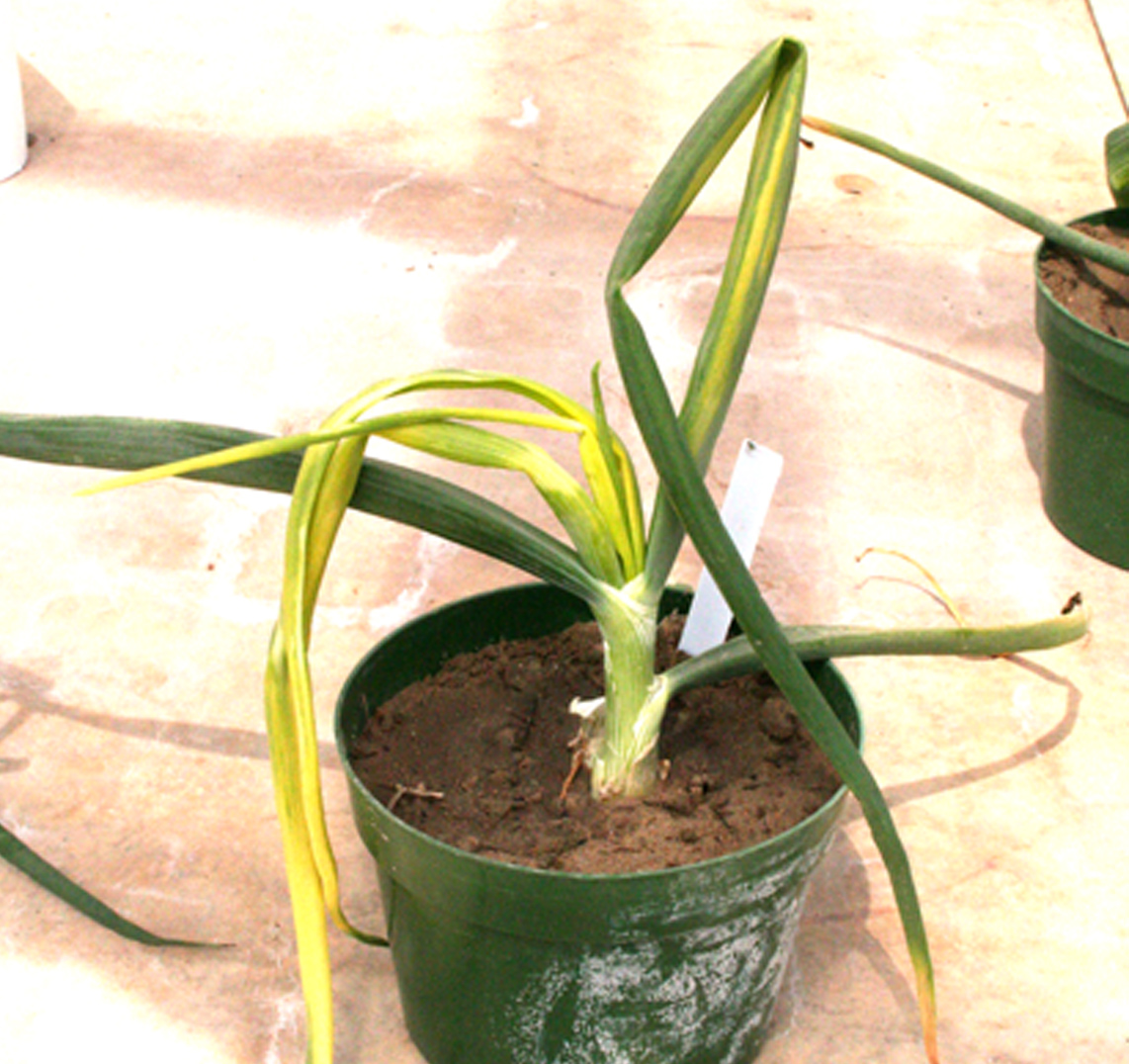 Pictured is an onion plant infected with yellow bud disease.