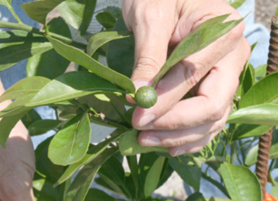A small Satsuma orange is shown on a plant on a private farm in Lowndes County.