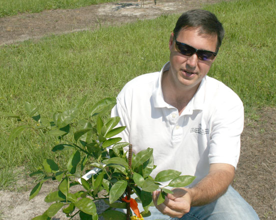 Lowndes County Extension Coordinator Jacob Price looks at a Satsuma orange plant on a private farm in Lowndes County in 2015.
