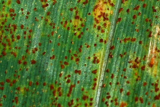 Southern corn rust appeared at least two weeks early in 2014 (5 June) than it did in 2009, 2010, 2011, 2012 or 2013. Appearing earlier means that this disease will likely be more problematic than in recent years. Corn that is approaching (or has passed) the tassel growth stage is worth protecting if the yield potential is there, according to UGA Extension agent Shane Curry.