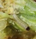 Squash vine borer larvae live inside the plant stem. One method of control is to physically cut open the stem and remove the tiny pest. First, create a slit parallel to the stem veins. Begin the slit at the frass-covered hole at the base of the plant and continue toward the tip of the vine until the borer is found and removed. Once the borer has been removed, cover the slit portion of the stem with soil and water it to encourage rooting.