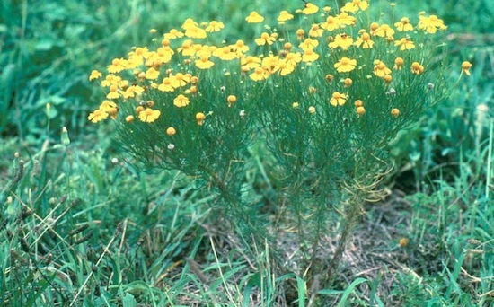 Summer is not the perfect time to tackle weeds in pastures, but it is the perfect time to make note of them. One common pasture weed is bitter sneezeweed. The annual is known for its yellow flowers, pungent odor and bitter taste. It reproduces by seed.