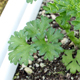 A tiny parsley plant grows in the organic greenhouse at the University of Georgia Horticulture Farm in fall 2009.