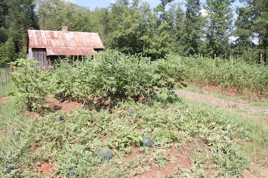 At Rock Eagle 4-H Center, students learn about pioneer life at the Scott Site. They pump water from a well, wash clothes on a washboard and gain an appreciation for modern-day life. This year, they planted a vegetable garden and provided produce for the center's dining hall.