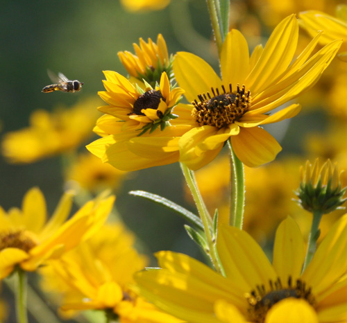 A syrphid fly hovers over a swamp sunflower
