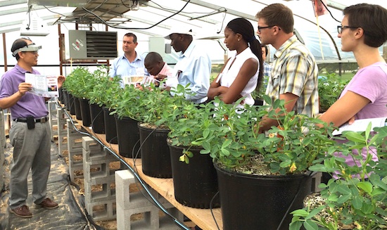 Charles Y. Chen, a peanut breeder with the USDA ARS National Peanut Research Laboratory in Dawson, leads a tour for a group of visiting international scientists.  Pictured left to right with Chen are Andrew Emmott, Amade Muitia, Isaac Minde, Alice Mweetwa, Jamie Rhoads and Dominique LaForest.