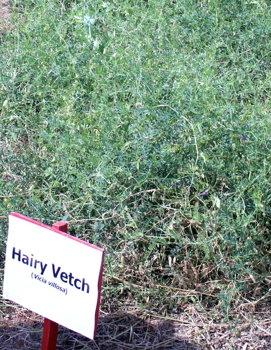 A research plot of hairy vetch grows at the University of Georgia Central Research and Education Center in Eatonton, Ga. Hairy Vetch is a winter legume that can be used as a cover crop. It tolerates a wide variety of soils, but UGA Extension specialist Julia Gaskin says "in Georgia, if you plant it, you are going to have it for life.”