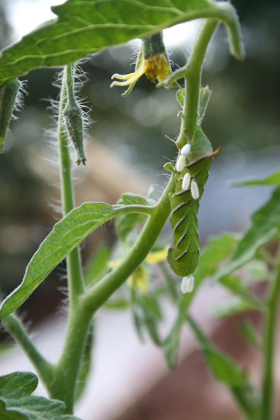 Wasp eggs travel on a hornworm that has been parasitized by the wasp and is now used as a host for the wasp's eggs. This is an example of a beneficial insect, the wasp, being used to control a tomato pest in a vegetable garden.