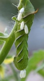 Wasp eggs travel on a hornworm that has been parasitized by the wasp and is now used as a host for the wasp's eggs. This is an example of a beneficial insect, the wasp, being used to control a tomato pest in a vegetable garden.
