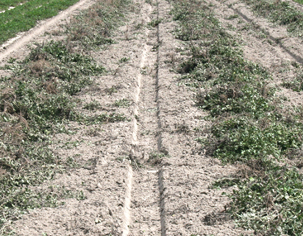Pictured is a dry land peanut field in east Tift County where peanuts were recently dug on Tuesday, Sept. 9, 2014.