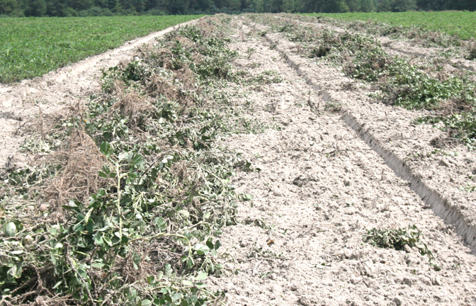 Pictured are dug up peanut plants on a dry land peanut field in east Tift County on Tuesday, Sept. 9, 2014.