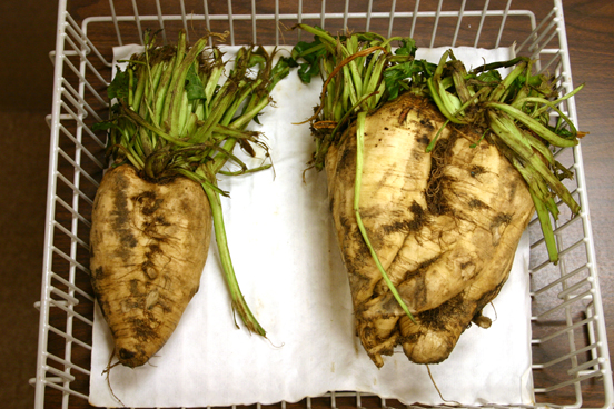 Sugar beets are being researched at UGA as a possible alternative feed source for dairy cattle.