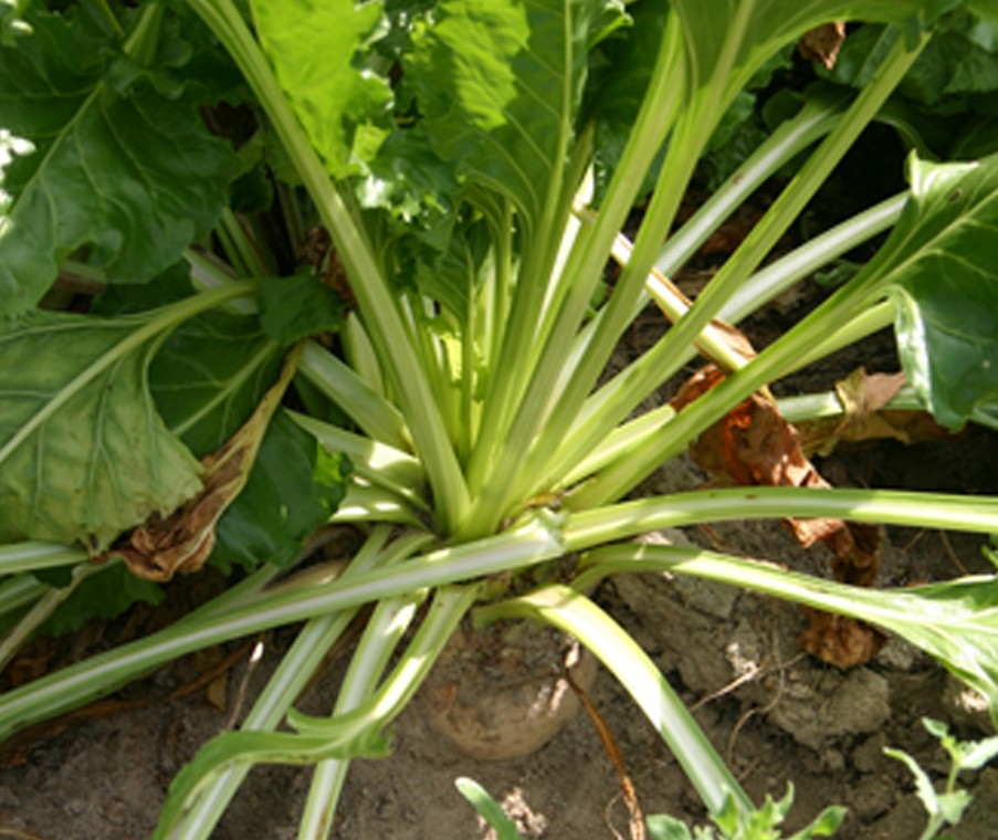 Sugar beets are being researched at UGA as a possible feed source for dairy cattle.