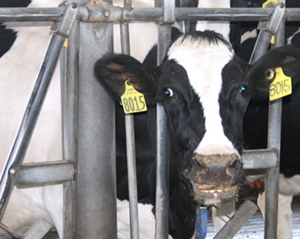 Up-coming University of Georgia Extension meeting will help dairymen understand new USDA program.