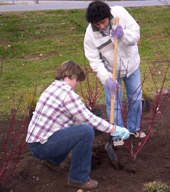 When transplanting a tree, dig the new hole 50 percent wider than the soil ball to loosen the surrounding soil and ensure good root establishment. The root system should be at the same depth it was before it was moved.